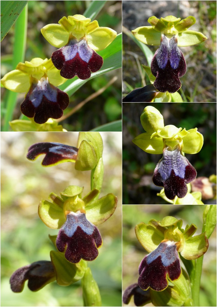 Orchidee in Sardegna, un fine settimana a 78 giri!